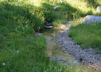 Wildflowers by Creek