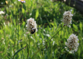 Wildflowers at Gianelli Cabin Area